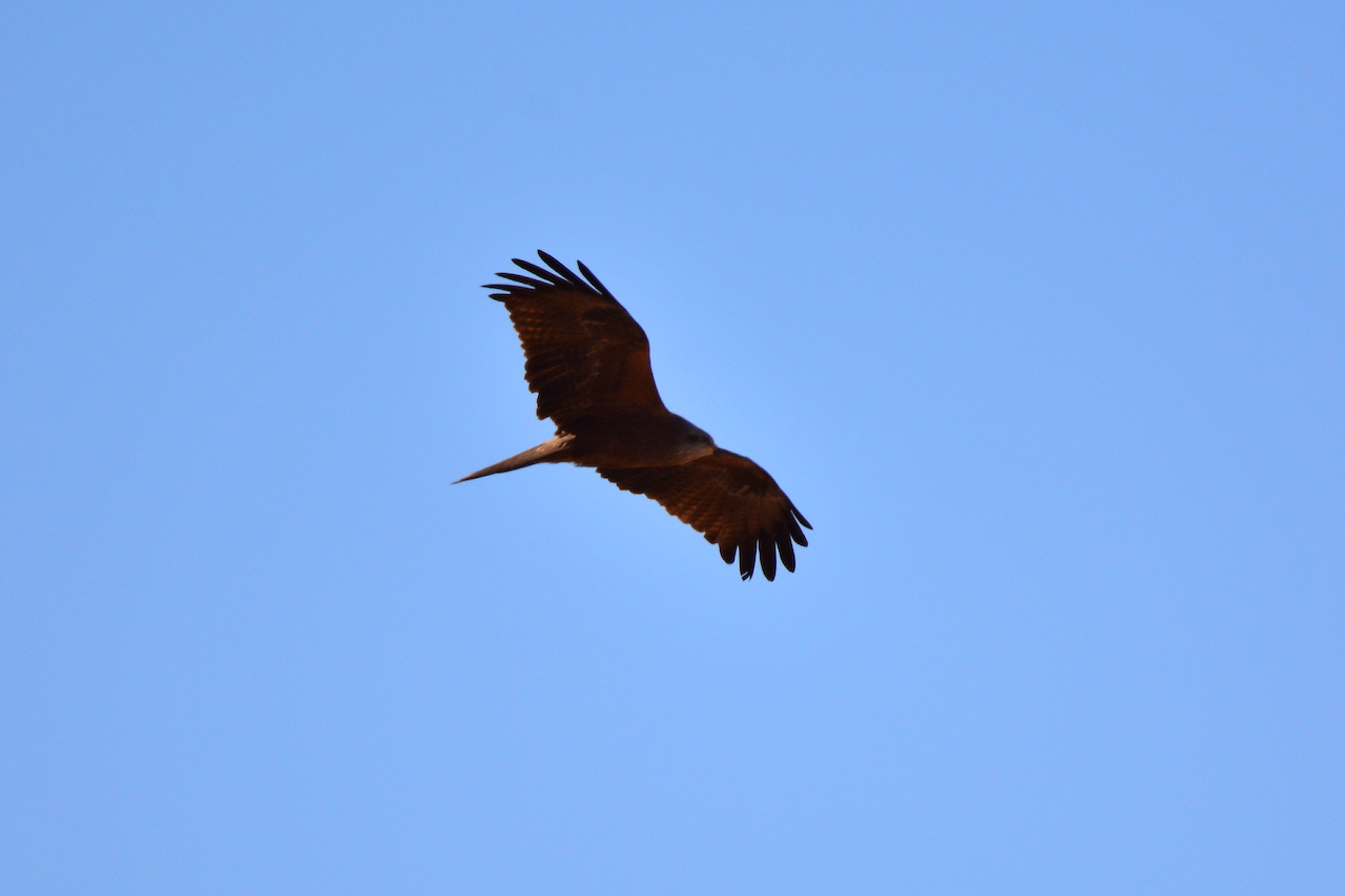 Milvus migrans